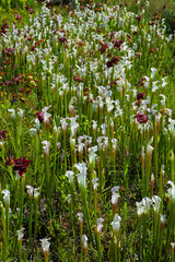 Obraz premium White Pitcher Plant (Sarracenia leucophylla), Atlanta Botanical Garden, Atlanta, GA.