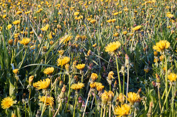 Beautiful spring dandelion flowers. Green field with yellow dandelions. Closeup of yellow spring flowers on the ground