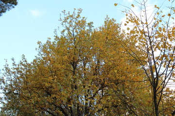Summer deciduous beautiful fresh green forest.