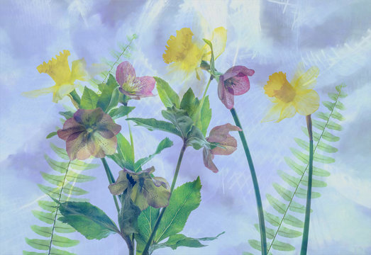 Daffodils (Narcissus pseudonarcissus) and Lenten Roses (Hellebor