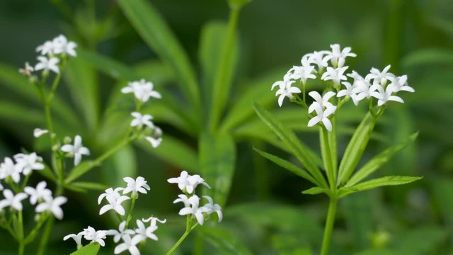 Waldmeister (Galium odoratum)