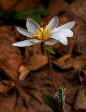 Bloodroot (Sanguinaria canadensis), Chattahoochee River Recreational Area, Roswell, GA