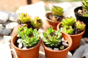 Common houseleek (Sempervivum tectorum) plants growing in the terracotta planters. Selective focus.
