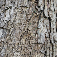 Photo of the bark of a large tree. The bark is dry, cracked, with furrows. Black alternating brown.