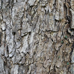 Photo of the bark of a large tree. The bark is dry, cracked, with furrows. Black alternating brown.