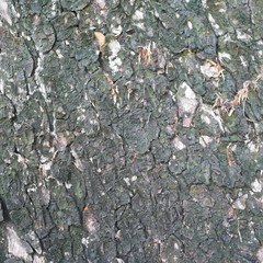 Photo of the bark of a large tree. The bark is dry, cracked, with furrows. Black alternating brown.
