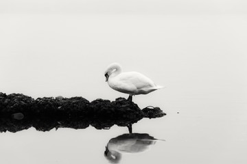 Lonely Swan