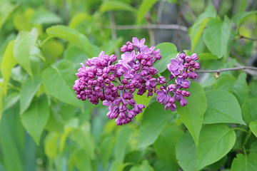 Fototapeta na wymiar lilac bush