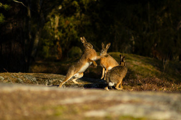 European hares fighting as part of their mating rituals in the golden hour light during a sunrise,...