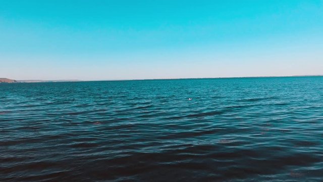 A Seagull takes off from the water surface