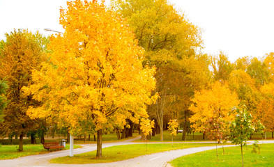 path in the autumn Park with yellow trees.