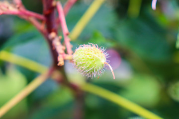 Macro Plant