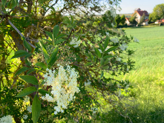 Schöne weiße Blüte mit einer Wiese im Hintergrund 