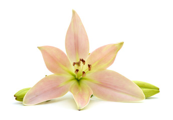 Fototapeta na wymiar A lily flower decorating