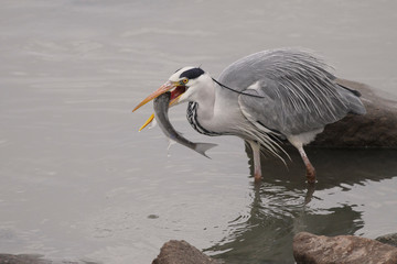Fototapeta na wymiar Heron eating a mullet