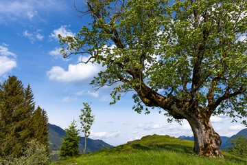 Nahaufnahme von einer wunderschönen Gebirgslandschaft im Salzburger Land