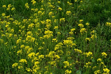 yellow flowers in the grass