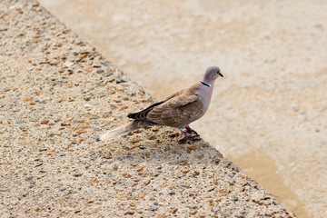 Obraz premium paloma antes de alzar el vuelo