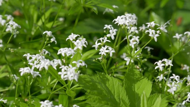 Sweet woodruff (Galium odoratum)