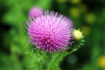 Simple pfoto image.