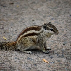 Squirrel on a rock