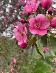 pink cherry blossom tree blooming