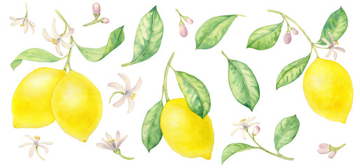 watercolor drawing branches of lemon