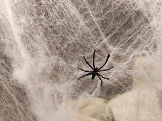 spider on a web
