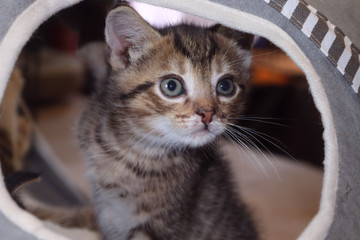 FLUFFY BROWN STRIPED TABBY KITTEN