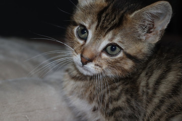 FLUFFY BROWN STRIPED TABBY KITTEN