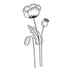 vector drawing opium poppy