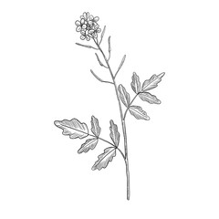 vector drawing watercress flower