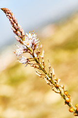rama con flores y un insecto