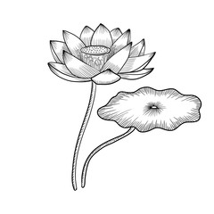 vector drawing lotus flower