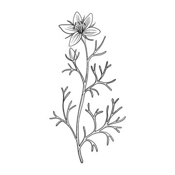 vector drawing wild rue