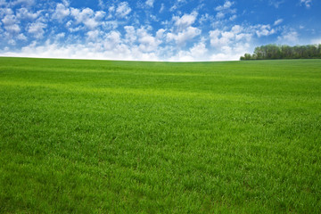 Obraz na płótnie Canvas Summer landscape green field and blue sky.