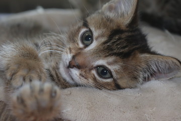 FLUFFY BROWN STRIPED TABBY KITTEN