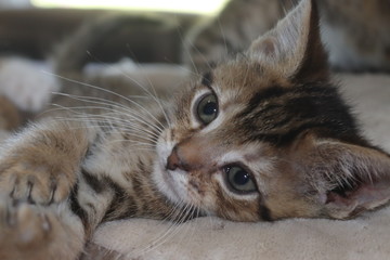 FLUFFY BROWN STRIPED TABBY KITTEN