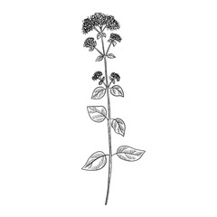 vector drawing oregano plant