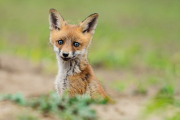 Young Red fox. Sweet fox sibling discovering the countryside.