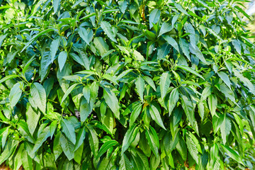 textura de hojas verdes