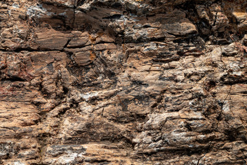 Beautiful petrified wood texture. Close up. Stone texture 