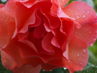 Red rose Bush with water droplets on concrete