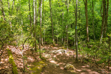 Rocky downhill path through the woods at the Case Mountain Recreational Area in Manchester, CT