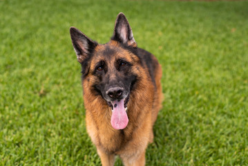 Red and black German Shepherd enjoying his backyard on a warm summer day	