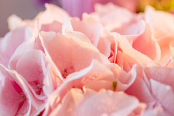 Beautiful pink hydrangea flower close up. Artistic natural background. flower in bloom in spring and summer. Designer flower bouquet from a florist. Beautiful blossoming flower  wedding bouquet.