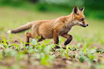 Naklejka na ściany i meble Young Red fox. Sweet fox sibling discovering the countryside.