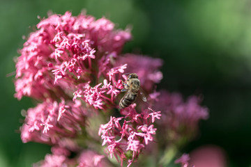 Honey bee pollinating on pink flower. Selected focus.