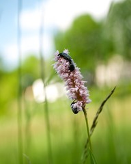 Trauer Rosenkäfer an Knöterich, Blumenwiese im Sommer