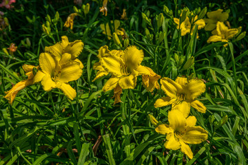 Lemon yellow daylilies blooming